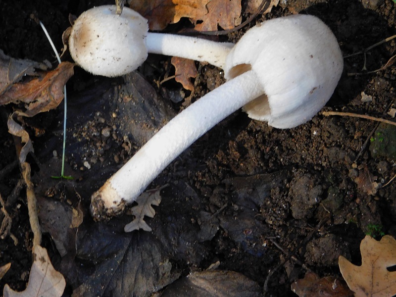 5 Fotogr.il 18.12.2021 sotto Leccio